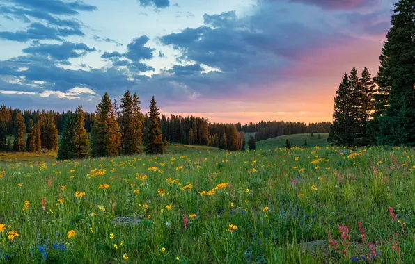 Picture forest, summer, sunset, flowers, nature, glade