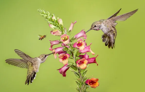 Picture flower, bee, Hummingbird