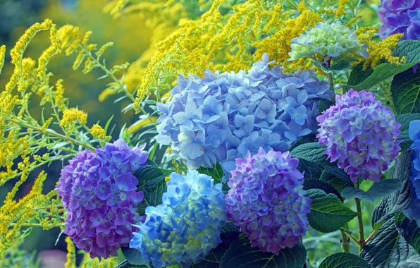 Picture yellow, blue, flowers, goldenrod, lilac, hydrangea, the bushes