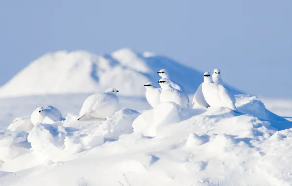 Picture winter, snow, birds, Arctic, partridge, The rock ptarmigan
