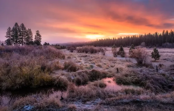 Frost, field, dawn, morning, frost