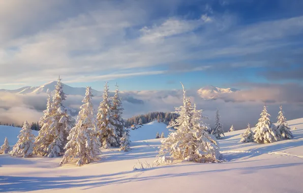 Cold, winter, forest, the sky, clouds, snow, landscape, mountains