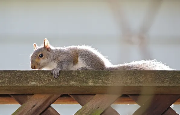 Picture grey, the fence, protein