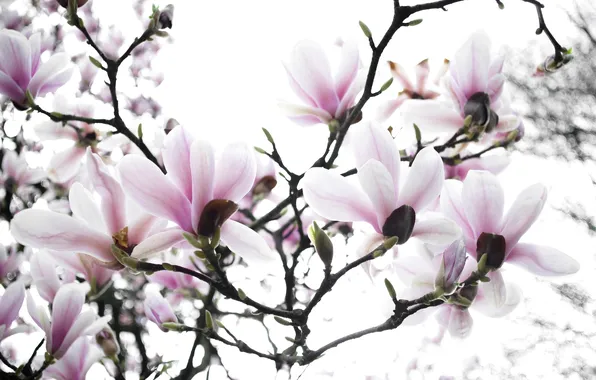Trees, branches, spring, Magnolia
