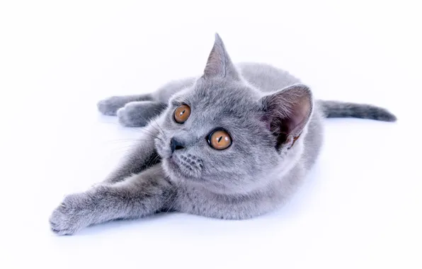 Picture cat, kitty, British Shorthair