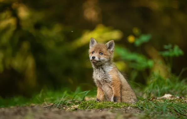 Forest, Fox, Fox