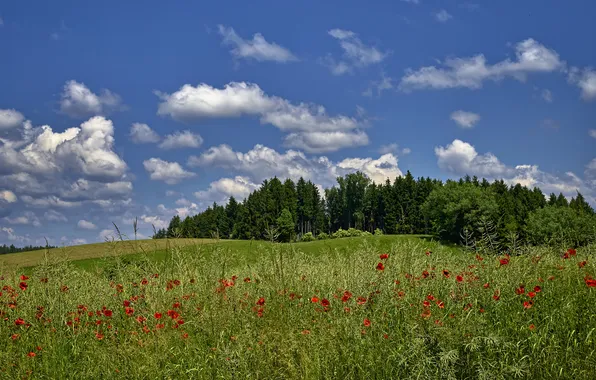 Field, summer, landscape, flowers, nature, Maki, meadow, red