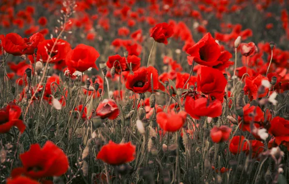 Field, summer, flowers, bright, Maki, red, a lot, poppy field