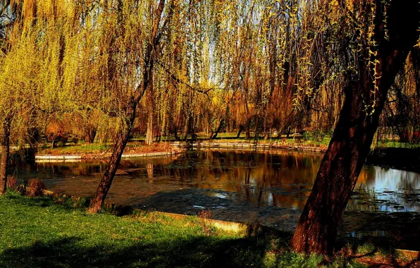 Picture autumn, trees, nature, pond, Park, Nature, trees, park