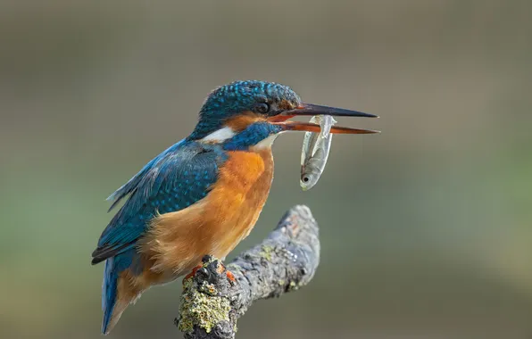 Fish, Birds, Beak, Common Kingfisher, Closeup