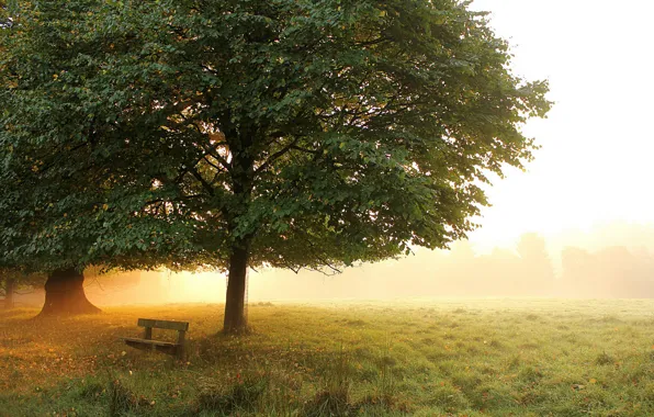 Picture autumn, trees, bench, fog, Park, morning, meadow, early