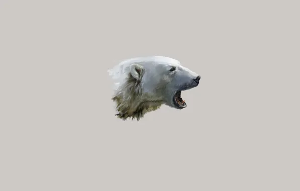Face, mouth, polar bear