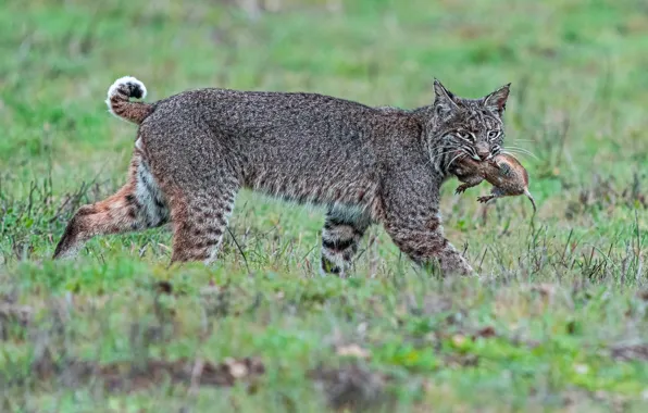 Grass, look, face, nature, glade, lynx, hunter, wild cat