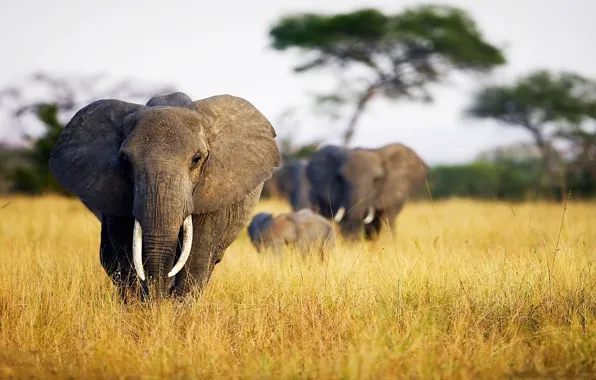 Nature, Savannah, photo, animal, Elephants