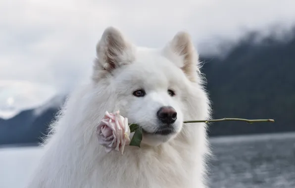 Look, pose, dog, white, face, Samoyed