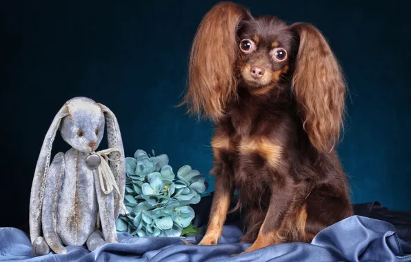 Look, flowers, pose, toy, hare, dog, rabbit, blue