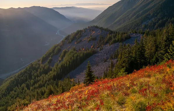 Forest, grass, the sun, trees, mountains, valley, slope, USA