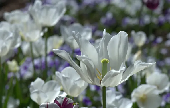 Petals, tulips, bokeh, white Tulip