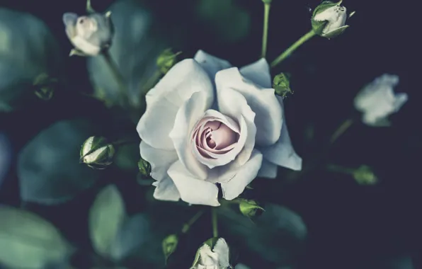 Picture white, flowers, roses, buds