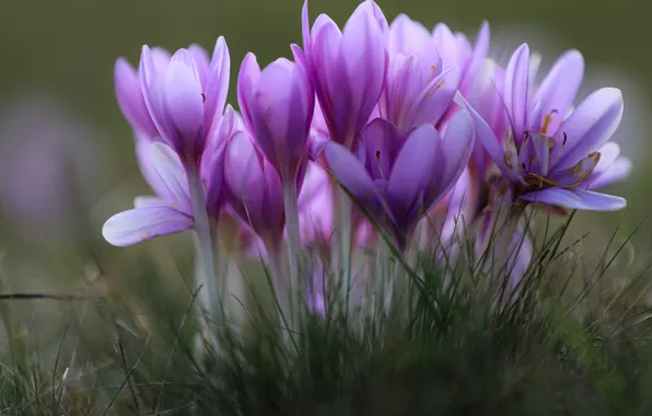 Flowers, crocuses, pink, autumn, timeless