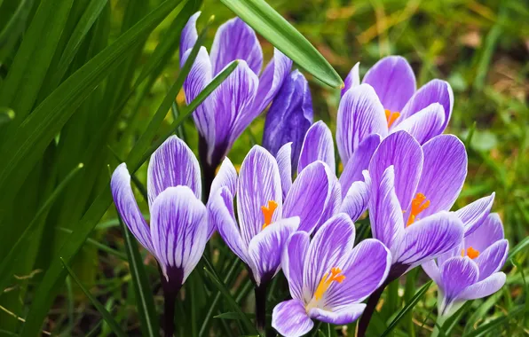 Leaves, flowers, spring, crocuses, clearing, lilac, striped, Bush