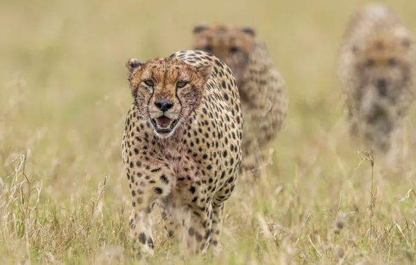 Nature, animals, cheetahs
