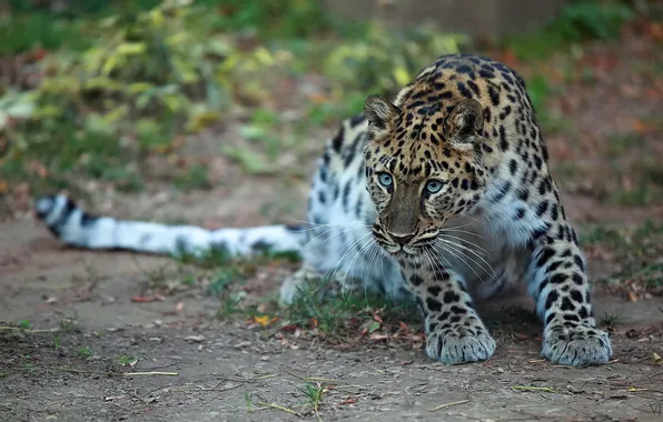 Look, predator, spotted cat, the far Eastern leopard
