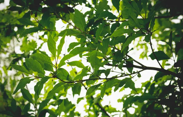 Greens, leaves, branches, tree, branch, crown