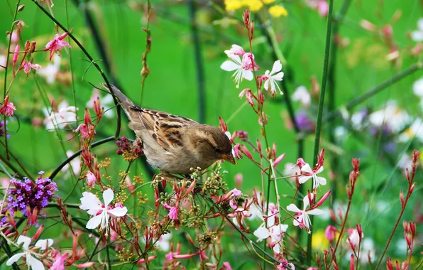Flowers, bird, meadow, Sparrow