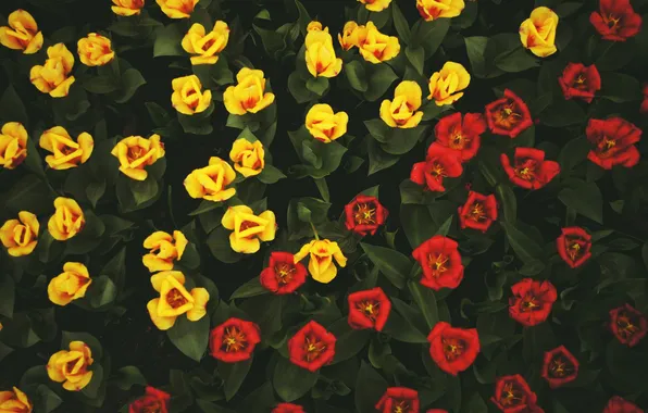 Flowers, yellow, red, tulips