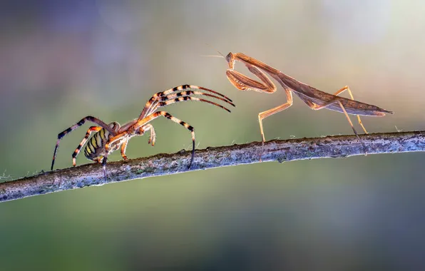 Meeting, spider, mantis, battle, fight