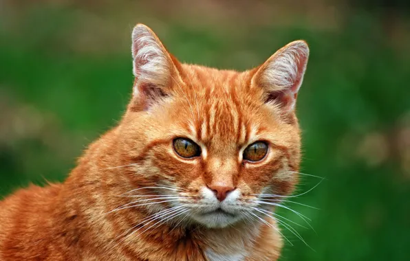 Cat, background, portrait, red