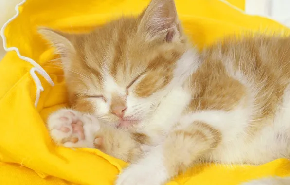 Yellow, sleeping, Cat, sweet