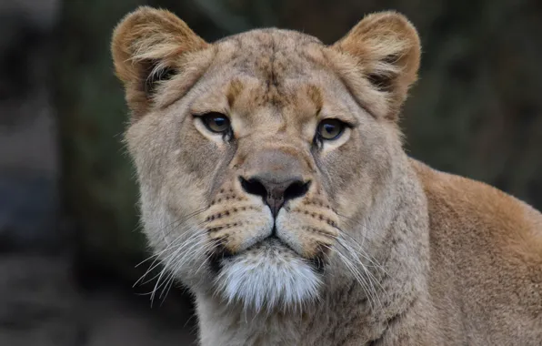 Cat, Lioness, Face