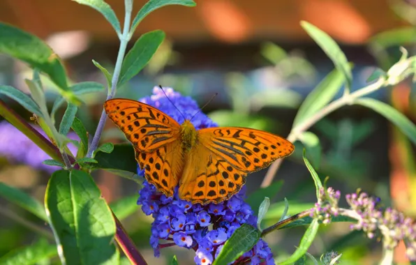 Picture Macro, Flowers, Butterfly, Flowers, Macro, Butterfly