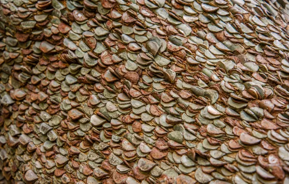 Picture wall, coins, a lot