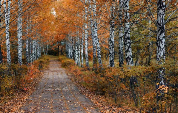 Autumn, nature, birch