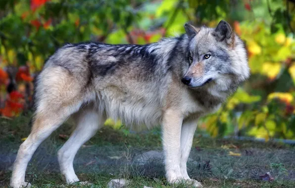 Autumn, look, pose, grey, glade, foliage, wolf, bokeh