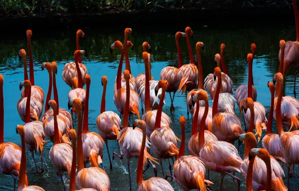 Birds, shore, bright, pack, Flamingo, pond, a lot, pink flamingos