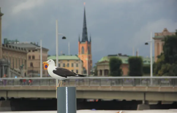 Picture bridge, tower, Seagull, lights, Stockholm, Sweden, Sweden, spire