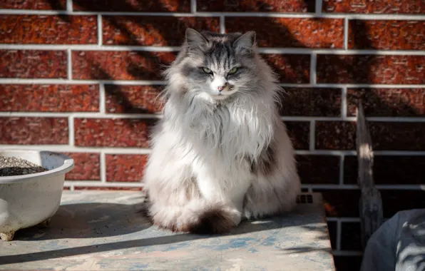 Cat, look, wool