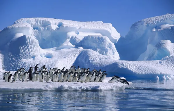 Picture ice, sea, Antarctica, Adelie Penguin