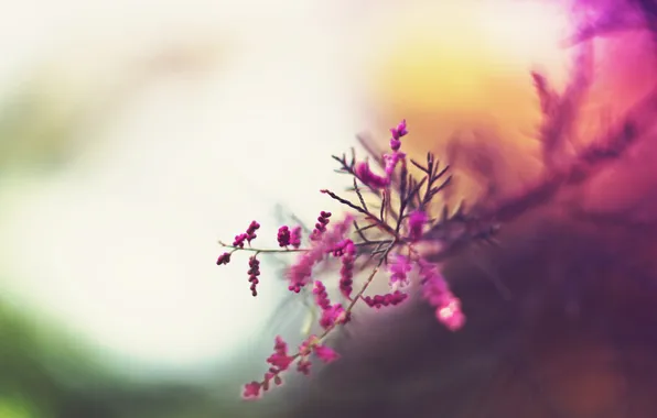 Autumn, trees, flowers, abstraction