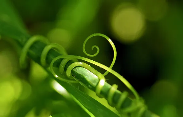 Macro, antennae, netting, cucumbers