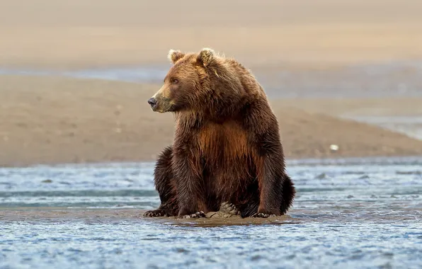 Nature, pose, bear