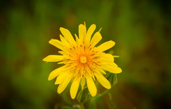 Macro, Greens, Flowers, Nature, Color