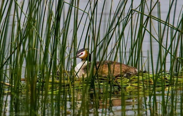Birds, nature, spring, the great crested grebe, photohunt, sitting on the nest