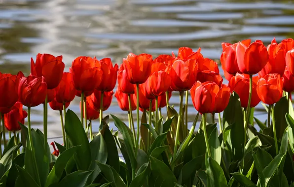 Picture leaves, water, flowers, red, shore, bright, positive, spring