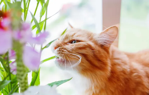 Greens, cat, cat, look, leaves, light, flowers, pose