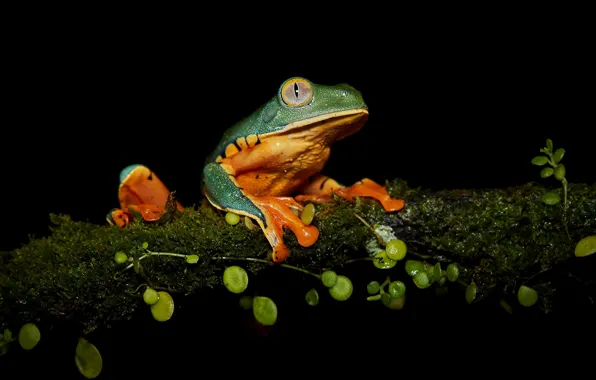 Picture branches, green, plant, frog, black background
